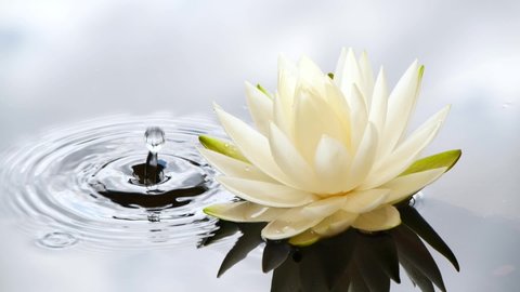 Slow motion of water drop falling into water with water lily flower. White waterlily blooming in pond with stormy sky reflection.