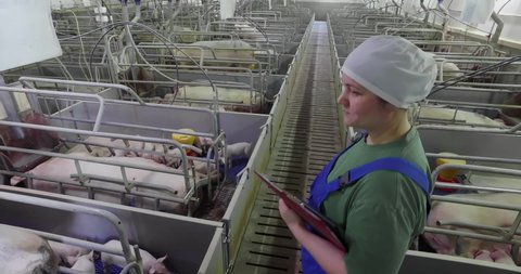 Modern farm: Young Caucasian Woman Checks Pigs. Each pig lies in a separate pen. Animal livestock at meat production factory.