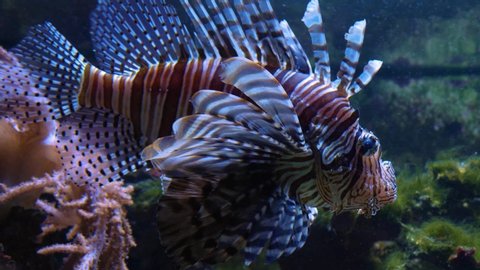Close up of Lionfish floating in place