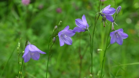 Close-up of a purple bell-shaped wildflowers on a green background.  The flower are in sharp focus and are moving slowly in the wind.
