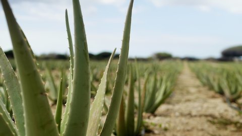A row of Aloe Vera plants sway in the breeze on a farm in Aruba