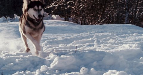 Husky dog runs through snow after blizzard. Siberian husky in snow drift.