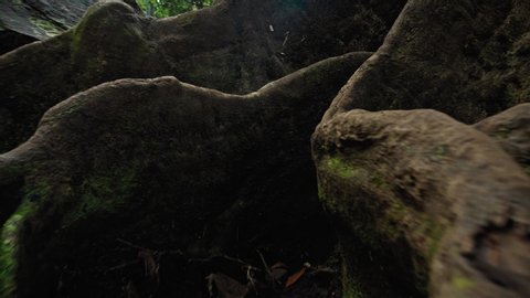 Video of the roots of a tree growing over a sick rock covered with moss in the jungle
