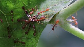 orange fire ants surrounds a live yellow lady bug in a green leaf macro closeup video