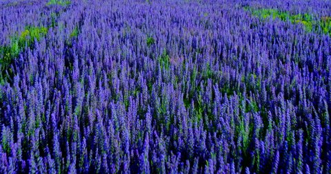 Beautiful blooming field, lavender flowers. Glade with flowering plants. Camera span. 4k, 10bit, ProRes