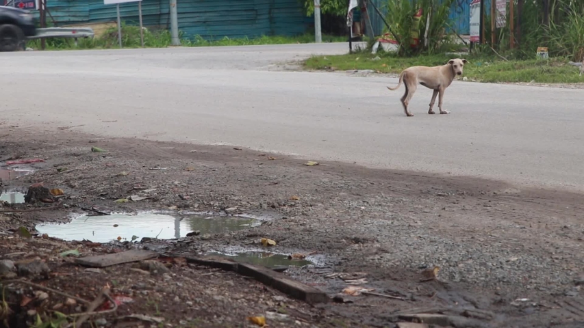 Static Shot of Dog Crossing the Road