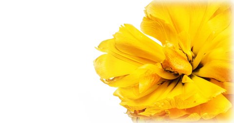 Opening of beautiful large yellow Tulip flower on white background. The Variety Golden Ducat. Springtime. Holiday, love, birthday design backdrop. With place for text or image. 4К