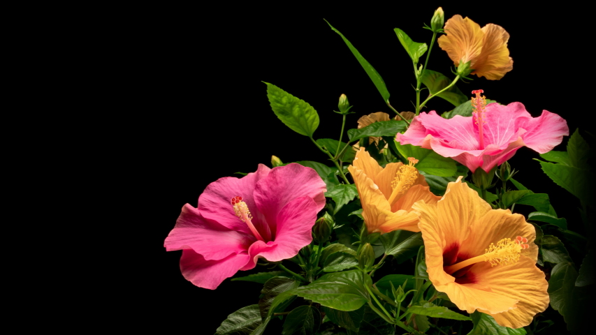 Timelapse of pink and yellow hibiscus flowers blooming on black background. Springtime. Mother's day, Holiday, Love, birthday, Easter background design. 4K Royalty-Free Stock Footage #1056413810