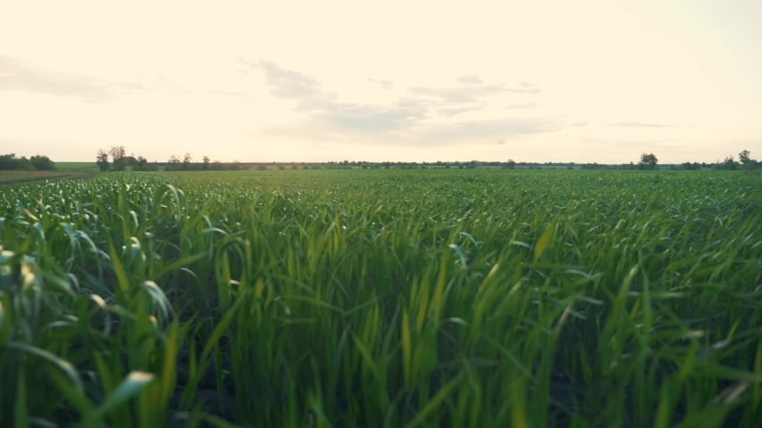 Agriculture farm. green field of early wheat at sunset sunset sunlight movement. green grass sways in the wind beautiful green wheat field agriculture farm concept | Shutterstock HD Video #1056415274