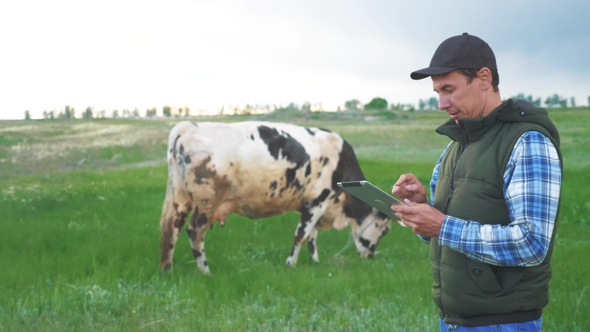 agriculture. smart farming technology. farmer milkman with a digital tablet examines the amount of milk yielded by a spotted cow. farmer milkman works next to a cow at a dairy farm agriculture  Royalty-Free Stock Footage #1056415277