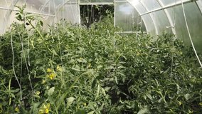 Tomatoes and cucumbers grow in a greenhouse. Growing tomatoes and cucumbers in greenhouses.