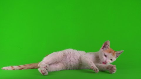 White-red cat kitten plays on a green background screen.
