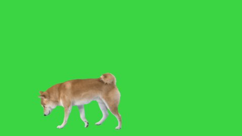 Red dog shiba inu walking and sniffing on a Green Screen, Chroma Key.