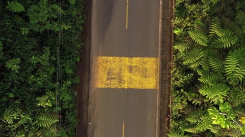 Bird eye view of an asphalt or hardened road with yellow lines, starting with a large yellow block that runs through a lush green area in tropical rainforest
