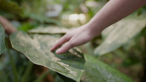 Close up of a Caucasian young girl stroking her fingers along a tropical green leaf that has fresh water drops on the surface. The sun is shining in the jungle behind. Calm meditation.