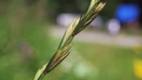 Close up footage of a grass ear, spike with grains