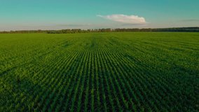 Drone flying over a cornfield during sunset. Drone flies over green agriculture corn field. Beautiful  summer landscape of a corn field. Top view to the green farm cornfield - Powered by Shutterstock - Get 15% off with code: PIKWIZARD15