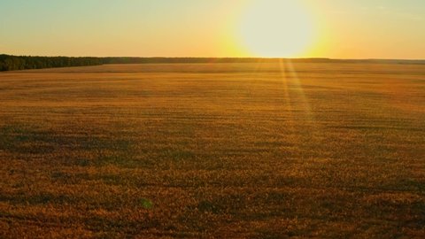 Aerial cinematic clip: drone flies rising over a wheat field during sunset. Drone flies over a yellow agricultural wheat field. Beautiful summer landscape of a wheat field. Top view of a wheat field.