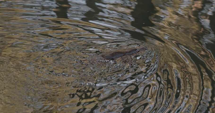 Slowmotion Platypus swimming in river at sunrise Royalty-Free Stock Footage #1056426953
