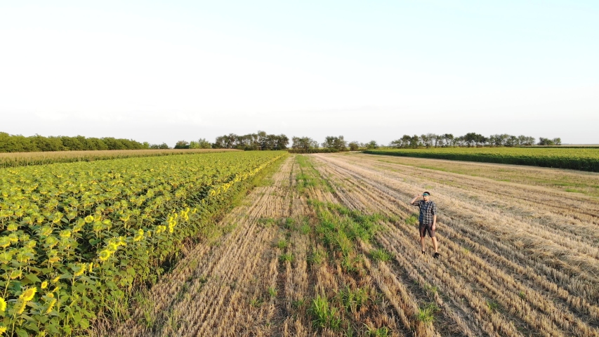 Agriculture farmer in sunflower field aerial