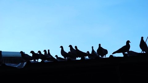 Flock of pigeons on the roof in the city. The silhouette of the birds on the roof In the blue sky.