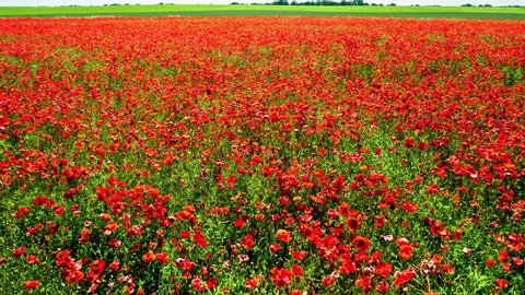 Closeup of red field with poppy seed, aerial view
