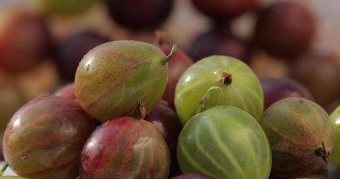 Close-up shot of gooseberry fruit. Fresh, juicy, organic, tasty, colorful gooseberries spin on a background of gooseberries.
