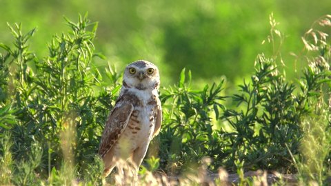 Adult burrowing owl observing their surrounding from its nest