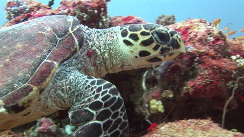 Sea tortoise turtle on background colorful corals underwater in sea of Maldives. Swimming in world of beautiful wildlife of reefs and algae. Inhabitants in search of food. Relax diving.
