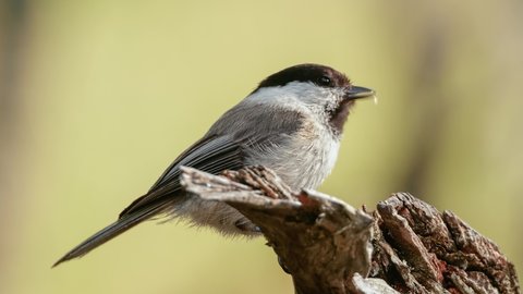Eurasian bird species Willow Tit (Poecile montanus). An immature bird eating seeds on an old tree trunk.