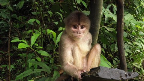Close up of a capuchin monkey, cebus albifrons, sitting on a log and looking around, checking the environment several times before finally walking away
