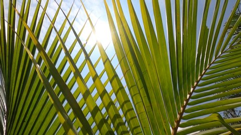 Coconut Palm tree with blue sky,beautiful tropical background 4k from gopro.