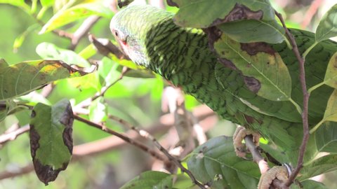Closeup Cayman Islands or Cuban Parrot in Endangered Endemic Species