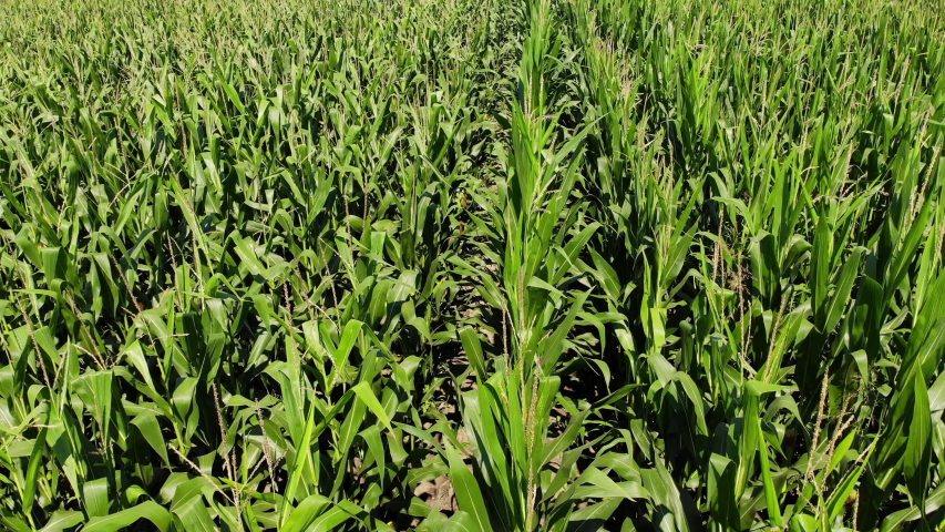 Inspecting corn crops quality by drone