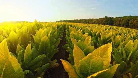 Walking through a tobacco field in Central Kentucky at sunset