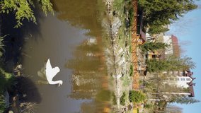 Vertical video of a beautiful swan swimming on lake in park. Big white bird in a water