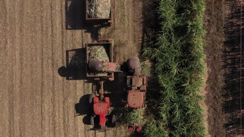 Sugarcane harvest - harvester activating in sugarcane plantation - sugar and ethanol industry - aerial view