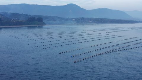mussel farming offshore in the south pacific ocean. aerial view with forward motion.