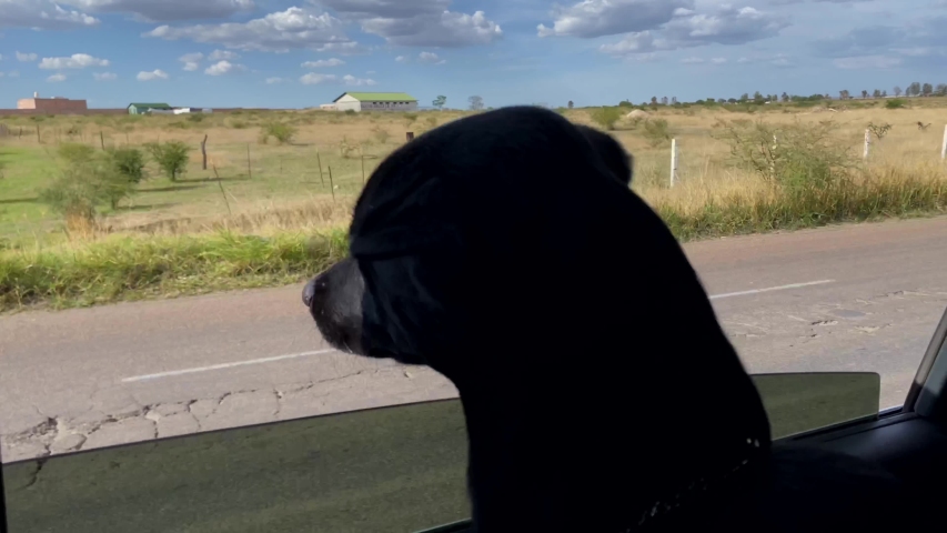 black dog leaning out the car window