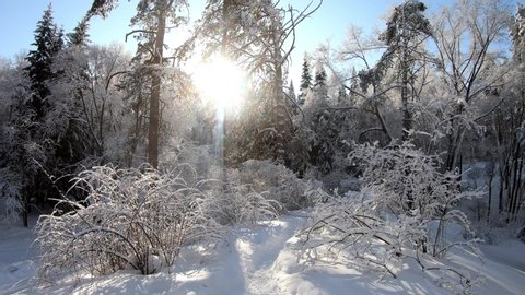 Slow motion video of walking through Siberian winter  forest under the snow. Novosibirsk, Siberia, Russia