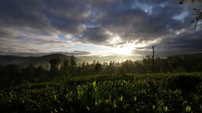 The Time lapse Video Of  Sun Rise in the cold mist that lingers over the tea plantation