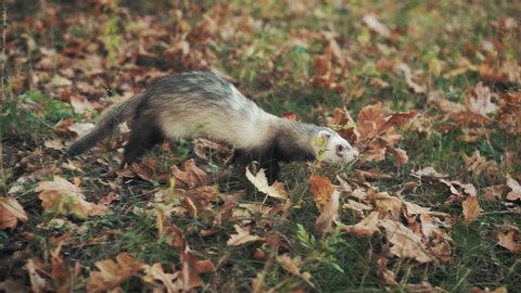 Portrait beauty small Black-footed Ferret. video wild animal long fluffy ferret animal in the forest. Background tree green grass fell yellow leaves outdoors autumn nature. Gray fur. 
