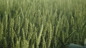 Syringe with needle, genetically modified foodstuff concept, middle shot - Powered by Shutterstock - Get 15% off with code: PIKWIZARD15