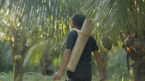 Back Hero Shot Of Filipino Coconut Farmer Walking In Coconut Farm Carrying Coconut Liquor Harvest