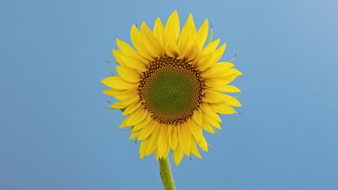 Macro time lapse opening Sunflower Head, isolated on blue background