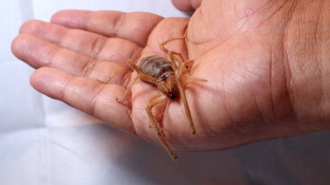holding spider.
camel spider on the hand.
close up camel spider on a white background.
also known as windscorpion, Solifugae or sun spider.
wind scorpion, insect, insects, bug, bugs, animal, animals