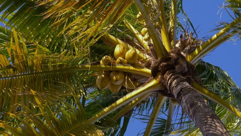 Bottom view of a coconut bunch on a palm tree in sunny rays light moving by the ocean breeze wind. Bottom view shoot of palm trees with coconuts in the tropical climate at windy weather. Coconut palm.