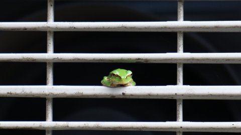 Japanese tree frog resting in the outdoor unit of the air conditioner.