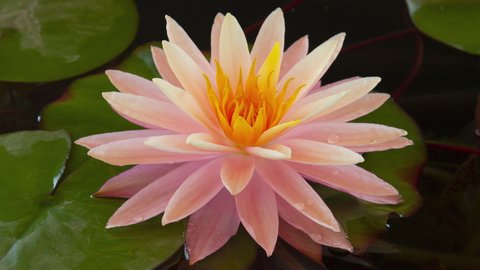 Time lapse of pink and yellow water lily flower with green leaves fast opening. Lotus aquatic flower closeup blossom stages in pond in timelapse. 4K footage. Close up nymphaea blooming in lake.