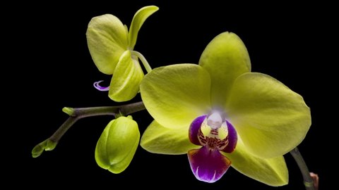 Beautiful yellow Orchid flowers blooming. Timelapse. close-up. 4K